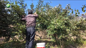 金色丰收映弦歌  千亩茶果富山乡