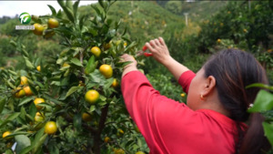 歙县：助农收购“加速度” 枝头鲜果变“金果”