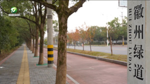 徽州区：行道树遭“蚁袭” 住建部门快速处置护绿