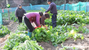 祁门：小干菜“晒”出致富路
