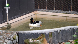 历时近一年的生命守护 休宁成功救治一只中华秋沙鸭将于近期放归自然 历时近一年的生命守护 休宁成功救治一只中华秋沙鸭将于近期放归自然