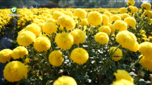 休宁:冬日菊香 点绿成金 休宁:冬日菊香 点绿成金