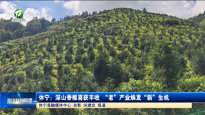 休宁:深山香榧喜获丰收 “老”产业焕发“新”生机 休宁:深山香榧喜获丰收 “老”产业焕发“新”生机