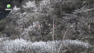 黄山:雪后初霁分外美 黄山:雪后初霁分外美