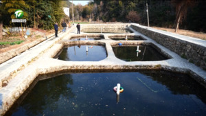 休宁：山泉流水养石斑  激活增收“新引擎”