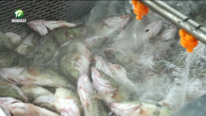 【非凡“十四五”·奋力往前赶】我们厂的这五年(三):一条臭鳜鱼的“出海记” 【非凡“十四五”·奋力往前赶】我们厂的这五年(三):一条臭鳜鱼的“出海记”