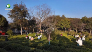 茶博园里研学“热” 非遗体验有“知”味