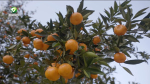 简讯:祁门：桔红茶点亮乡村共富路