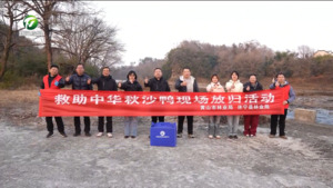 历时一年多悉心救护 中华秋沙鸭重返自然