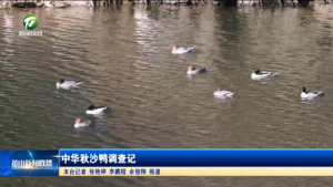 中华秋沙鸭调查记