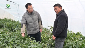 黟县 祁门县：田间指导防寒潮 越冬作物稳过冬