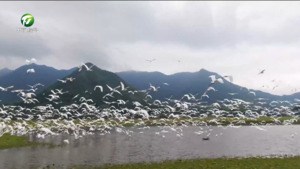 黄山市全域生物多样性本底调查圆满收官