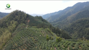 曹永利：轮椅上的茶乡追梦人