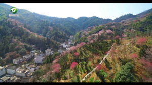 【新春走基层】歙县卖花渔村：小微盆景新春走俏 漫山梅花含苞待放