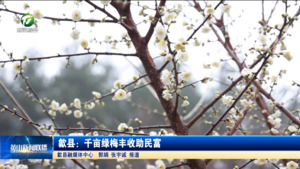 歙县：千亩绿梅丰收助民富