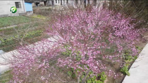 祁门：梅花绽放迎新年