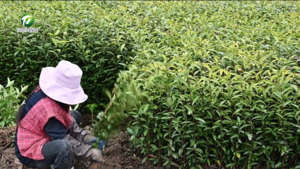 祁门:茶乡春来早 茶农卖苗忙 祁门:茶乡春来早 茶农卖苗忙