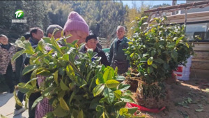 【新春走基层】人勤春早农事忙