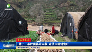 【新春走基层】休宁：羊肚菌再迎丰收 走俏市场销售旺