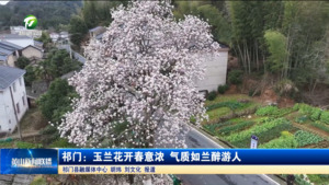 简讯 祁门：玉兰花开春意浓 气质如兰醉游人