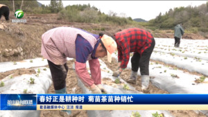 春好正是耕种时 菊苗茶苗种销忙
