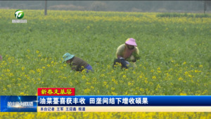 【新春走基层】油菜薹喜获丰收 田垄间结下增收硕果
