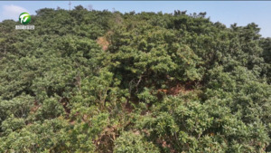 春日管护正当时 新安江畔枇杷疏果忙