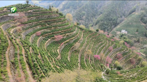 歙县：高山茶田春来早 樱花丛中管护忙