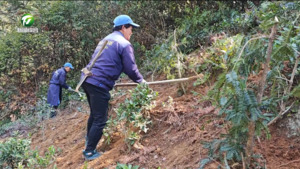 休宁：香榧新绿染群山 生态富民两相宜