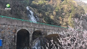休宁:山乡春色好 樱桃花开美