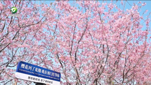 祁门：樱花烂漫映茶园 踏春赏花正当时