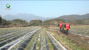 祁门：春耕正当时 保电到田间