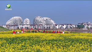 油菜花开遍地金 农文旅融合春意浓 油菜花开遍地金 农文旅融合春意浓