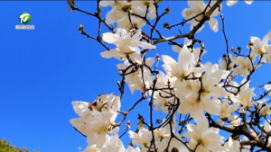 春光明媚 看花赏景正当时 春光明媚 看花赏景正当时