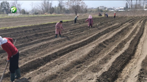 黟县：八年绿色种植路 朵朵菊花促增收