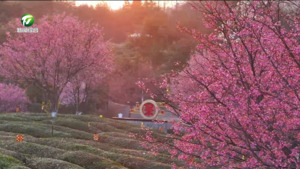 樱映茶山春意浓 “茶绿樱红”迎客来