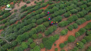 多措并举 助力茶产业高质量发展 多措并举 助力茶产业高质量发展