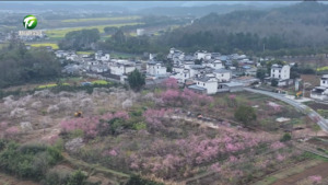 简讯 汉沙繁花竞绽放 樱映新安好春光