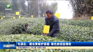 屯溪区：诱虫黄板护茶园 绿色防控促增收
