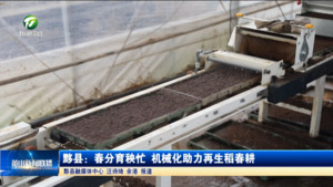 黟县：春分育秧忙 机械化助力再生稻春耕