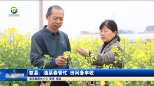 歙县：油菜春管忙 田间备丰收