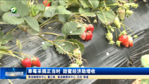 草莓采摘正当时 甜蜜经济助增收
