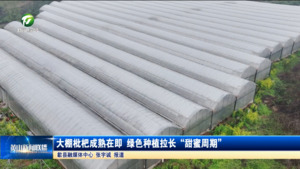 大棚枇杷成熟在即 绿色种植拉长“甜蜜周期” 大棚枇杷成熟在即 绿色种植拉长“甜蜜周期”