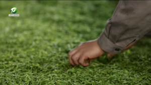 黄山毛峰全面开采 鲜叶品质稳中有升 黄山毛峰全面开采 鲜叶品质稳中有升