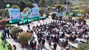 第十八届黄山毛峰新品推广季暨富溪(洽舍、杨村)小产区茶开园仪式在徽州区举行 第十八届黄山毛峰新品推广季暨富溪(洽舍、杨村)小产区茶开园仪式在徽州区举行