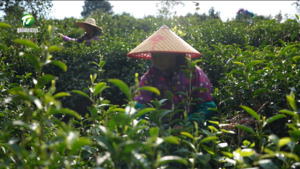 祁门红茶全面开园采摘 跨区域招工缓解用工难