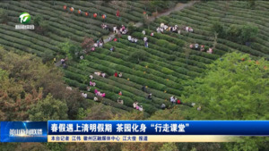 春假遇上清明假期 茶园化身“行走课堂” 春假遇上清明假期 茶园化身“行走课堂”