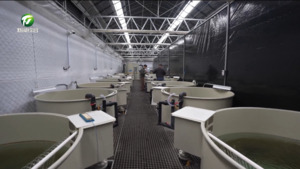 简讯：歙县突破养殖瓶颈 繁殖优质鳜鱼苗200万尾以上