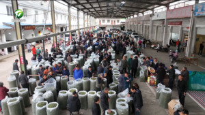 歙县:日销万斤!茶叶市场交易正旺 歙县:日销万斤!茶叶市场交易正旺