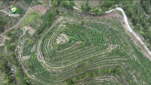 歙县:高山茶园拍短剧 “晚熟”早茶香飘远 歙县:高山茶园拍短剧 “晚熟”早茶香飘远